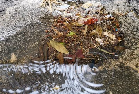 The leaves that fall into the water with reflection Stock Photos
