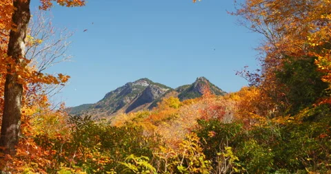 Leaves fall while looking at a beautiful mountain through an opening in the Stock Footage 229583186
