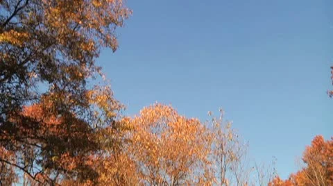 Leaves fall in the woods Stock Footage 8984760