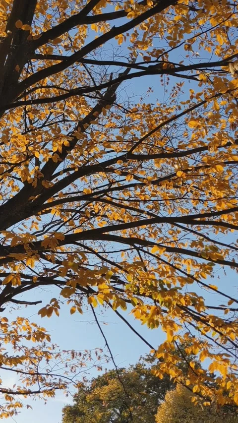 Leaves fall from yellow tree, bird fly from branch above. Autumn nature and Stock Footage 220079083