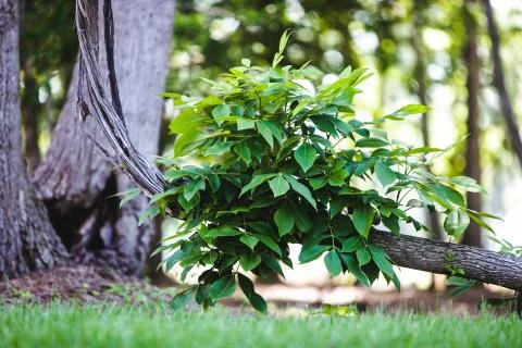 Leaves on fallen branch Stock Photos