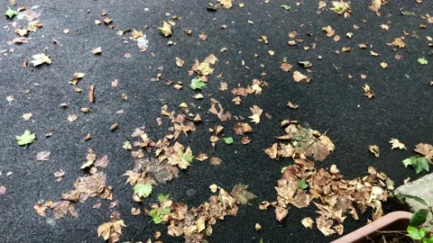 Leaves fallen on ground after rain Stock Footage 134333085