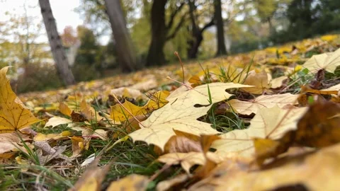 Leaves fallen to the ground in the park Stock Footage 224695497