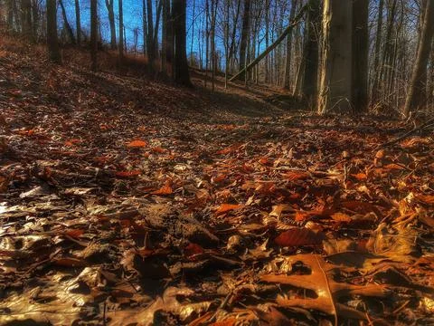 Leaves Fallen Foto stock