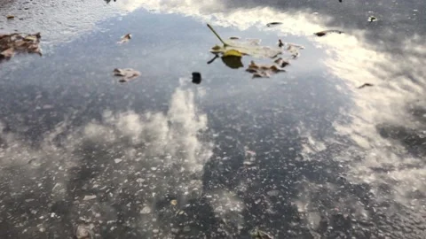 Leaves fallen in puddle Video stock 145900362