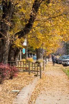 Leaves fallen from trees by fall on the sidewalk of Cascade Street in Sisters Stock Photos
