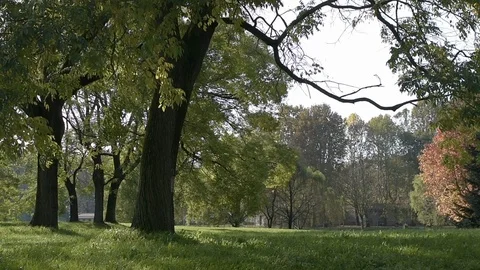 Leaves fallen from trees in a park Stock Footage 120543504