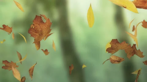 Leaves Falling 004 Stock Footage 24651625