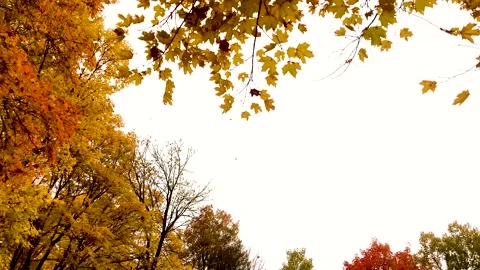 Leaves Falling against white sky Stock Footage 218992115