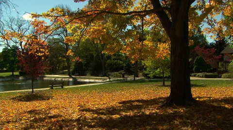 Leaves falling in autumn Stock Footage 36557754