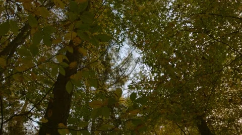 Leaves falling in autumn Stock Footage 45011827