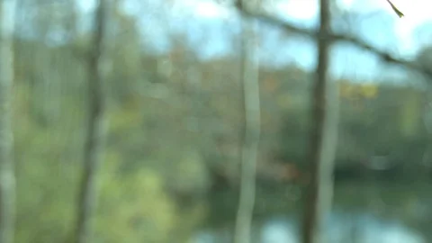 Leaves falling in autumn Stock Footage 82885049