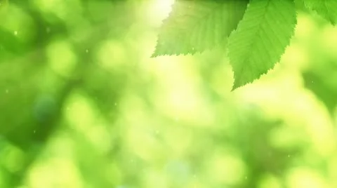 Leaves falling background Stock Footage 11407268