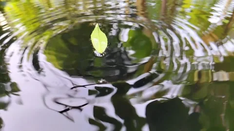 Leaves Falling on Calm Water Stock Footage 304313384