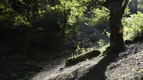 Leaves falling in a deciduous forest in early fall Stock Footage 148196137