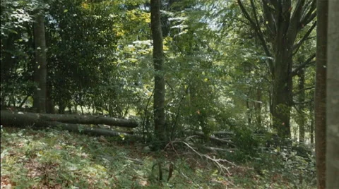 Leaves falling down from cut dead tree Stock Footage 54592882