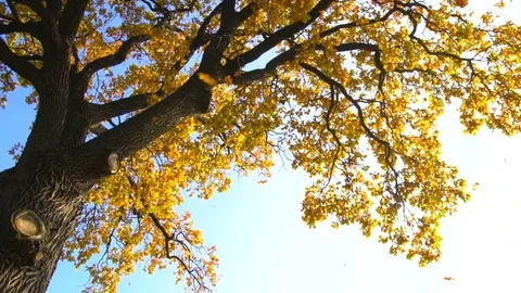 Leaves falling down from the huge oak tree in slow motion. Stock-Footage 81604777