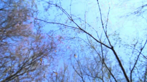 Leaves falling down in slow motion Stock Footage 23196927