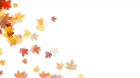 Leaves falling down on white background Stock Footage 54960984