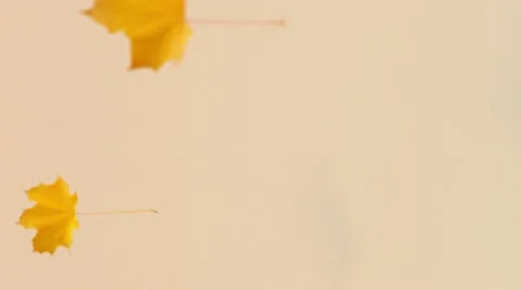 Leaves Falling Video stock 12154815