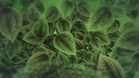 Leaves falling Stock-Footage 33420520