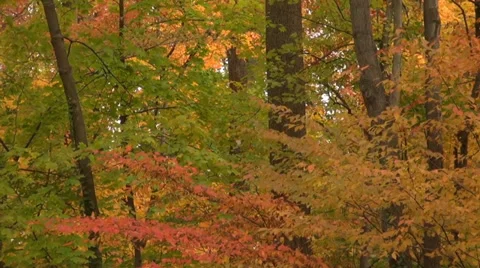 Leaves falling Видео 33640695