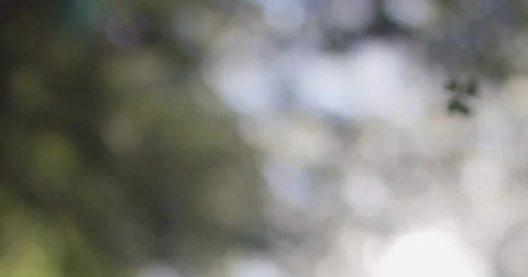 Leaves Falling Stock Footage 66585909