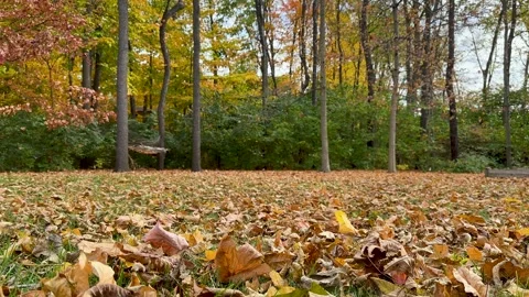 Leaves Falling Video stock 254211293