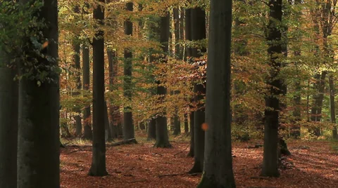 Leaves falling in a forest in autumn 库存影片 39467309