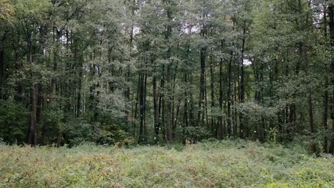 Leaves falling in the forest. The autumn woods. 스톡 동영상 80559764