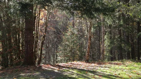 Leaves falling in the forest during afternoon sunshine Stock Footage 32401113