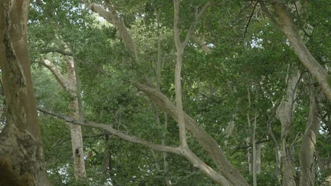 Leaves falling in forest Ethiopia Stock Footage 79577616