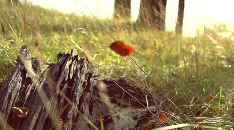 Leaves Falling On Grass In Slow Motion On A Hill - Tree Stump In The Foreground Stock Footage 37207851