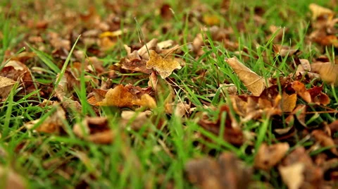 Leaves falling to the green grass, close up slide shot Stock Footage 57818018