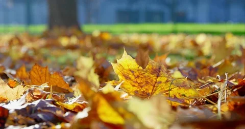 Leaves Falling To The Ground After Children Play With Them Stock Footage 75333314