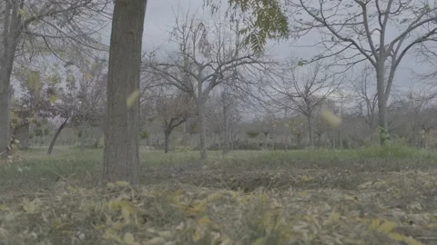 Leaves falling on the ground in autumn Stock Footage 145010633