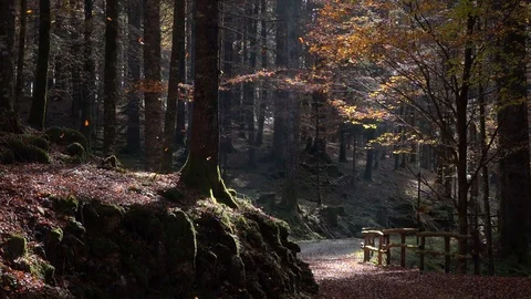 A leaves falling on the ground of a beech forest Stock-Footage 128808139