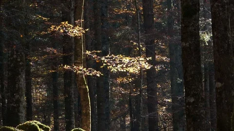 A leaves falling on the ground of a beech forest 스톡 동영상 128809242