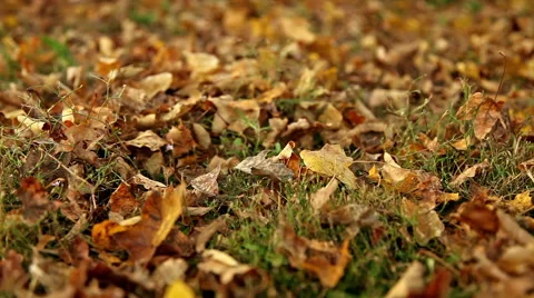 Leaves falling to the ground, close up dolly Stock Footage 57817795