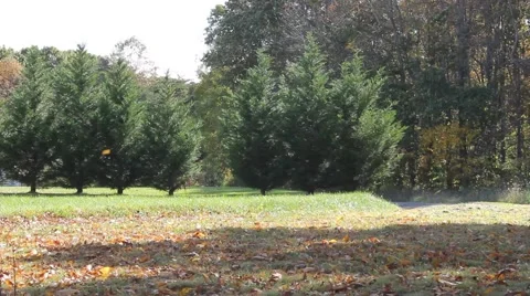 Leaves falling to the ground Stock Footage 44447516