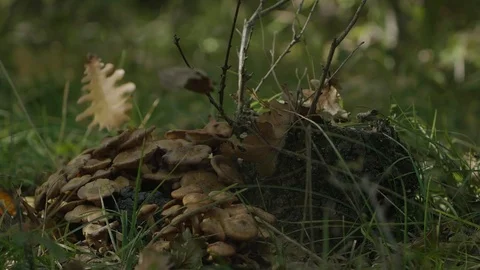 Leaves falling on the ground Stock Footage 101945221