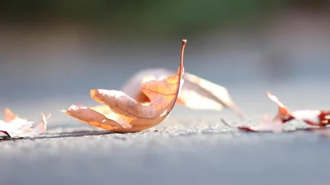 Leaves Falling onto the ground Stock Footage 236812019