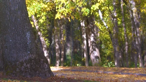 Leaves Falling to the Ground in Slow Motion at a Park Stock Footage 97725900