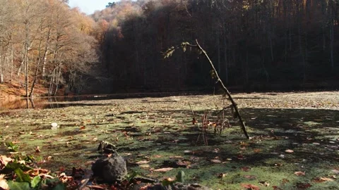 Leaves falling into the lake in the forest 動画素材 141857443