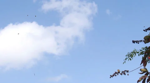 Leaves falling leaves 1 Stock Footage 36754384