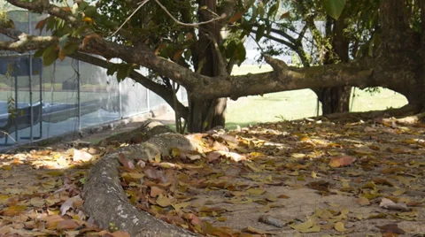 Leaves falling leaves 2 Stock Footage 36754126