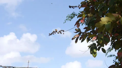 Leaves falling leaves 3 Stock Footage 36753686