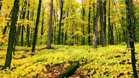 Leaves Falling with log Stock Footage 218992120