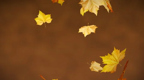 Leaves Falling (Loop &amp; Matte) Stock Footage 41357449