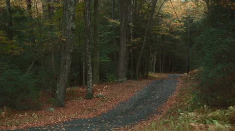 Leaves falling near empty road in autumn Stock Footage 44109230